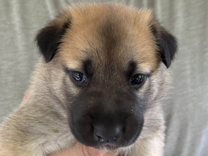 chinook puppy